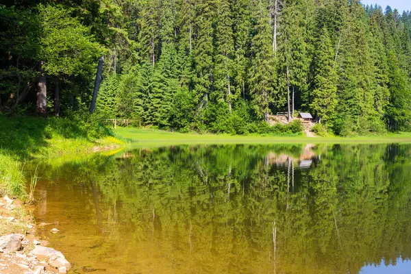 Ladin Ormanı 'nın ortasındaki göl. Sakin su yüzeyine yansıyan yeşil ağaçlar. Güneşli bir günde harika bir yaz manzarası. Ukrayna 'daki milli park sineviri