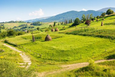 Ormanın yakınındaki tarımsal alanda saman yığınları. Manzaralı. Yazın dağın eteğindeki kırsal alan. Akşam ışığında güzel bir kır manzarası. Ukrayna 'nın dalgalı dağları