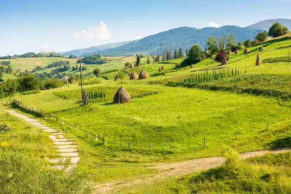Ormanın yakınındaki tarımsal alanda saman yığınları. Manzaralı. Yazın dağın eteğindeki kırsal alan. Akşam ışığında güzel bir kır manzarası. Ukrayna 'nın dalgalı dağları