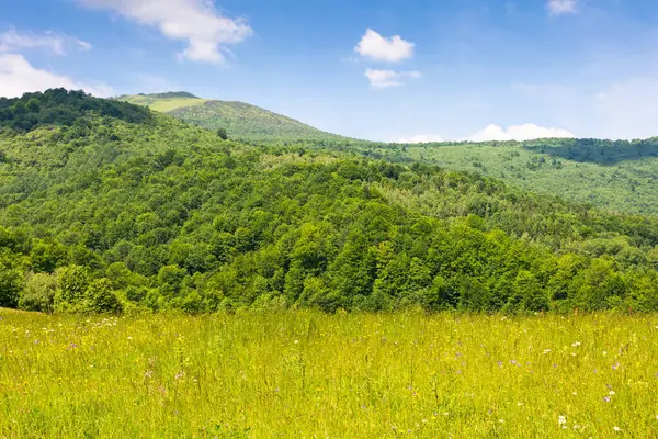 Dağlardaki güzel kırsal alan. Tepede organik dağlık çayır ve yapraklı orman manzarası. Tatil sezonu. Gökyüzü masmavi, bulutlar kabarık yaz aylarında güneşli
