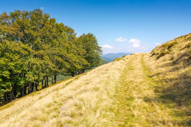 Tepedeki kayın ormanında sarı çimenler var. Sonbaharın başlarında güneşli bir günde yamaçtan geçen patika. Mavi gökyüzünün altındaki Karpat Dağları 'nın güzel manzarası