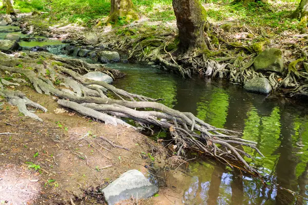 Ormandaki sığ dere. Baharda sahilde yeşillik ağaçları olan açık yeşil bir park. Suda kökleri ve taşları olan doğa ortamı. Sabah benekli ışıkta manzara