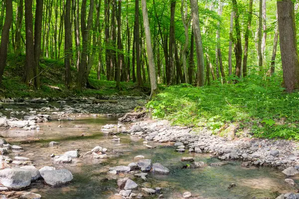 Ormandaki sığ dere. Baharda sahilde yeşillik ağaçları olan açık yeşil bir park. Suda kökleri ve taşları olan doğa ortamı. Sabah benekli ışıkta manzara