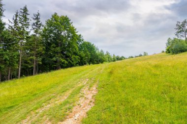 Yazın çimenli tepelerde ormanın içinden geçen patika. Yeşillik ekosistem. Dağ manzarasında güzel bir doğa. Bulutlu bir günde açık hava macerası kavramı