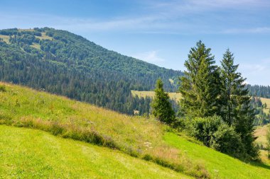 Yazın dağlık Karpatya kırsal manzarası. Çimenli Alp Tepesi 'nde çam ağacı. Ukrayna 'nın dağlık bölgelerinde tatil. Podobovets köyü vadisi