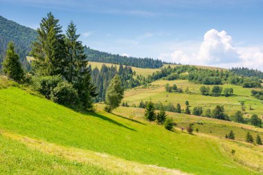 Yazın dağlık Karpatya kırsal manzarası. Çimenli Alp Tepesi 'nde çam ağacı. Ukrayna 'nın dağlık bölgelerinde tatil. Podobovets köyü vadisi