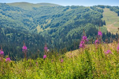 Yazın dağlık kırsal alan. Tepedeki yeşil çimlerin arasında güzel bir ateş otu mor çiçeği. Güneşli bir günde mavi gökyüzü ile Karpatlar 'ın seyahat geçmişi