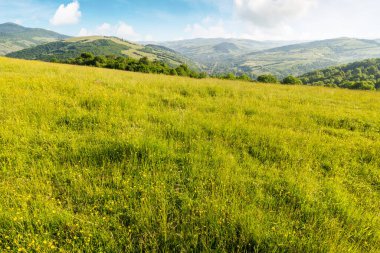 Güneşli bir yaz sabahında Karpatlar kırsalında. Çimenli arazinin manzarası ve yamaçtaki ağaçlar. Uzak dağ sırtı ve mavi gökyüzünün altındaki vadideki köy manzarası