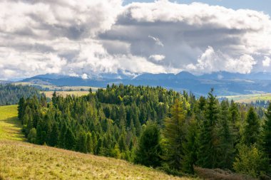 Eylül 'de ormanlık Karpat Dağları. Güneşli bir günde yuvarlanan tepelerle Ukrayna 'nın harika kırsal manzarası. Açık hava macerası. Bulutlu gökyüzünün altındaki çimenli yamaçta çam ağaçları