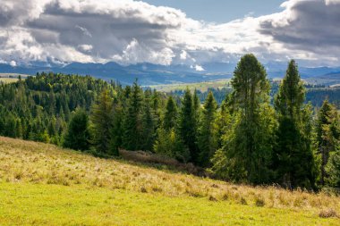 Eylül 'de ormanlık Karpat Dağları. Güneşli bir günde yuvarlanan tepelerle Ukrayna 'nın harika kırsal manzarası. resim gibi bir Avrupa. Bulutlu gökyüzünün altındaki çimenli yamaçta çam ağaçları