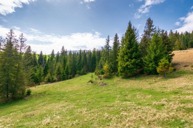 Baharda ormanlı dağ manzarası. Doğal ortam. Güneşli bir günde yeşil vadideki ağaçlar. Güzel doğa geçmişi. Açık hava macerası