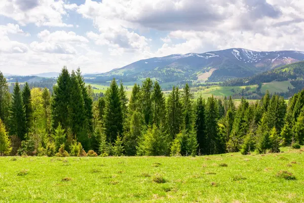 Yeşil tarlanın arkasındaki köknar ormanı. Güneşli bir gün. Baharda Karpatlar 'ın dağ manzarası. Gökyüzünün altında bulutlu Ukrayna Alpleri 'nin güzel manzarası