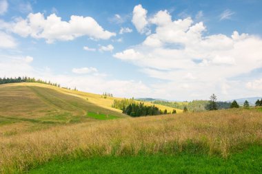 Dağlık Karpatya kırsal arazisi. Mavi gökyüzünün altında, tüylü bulutlu çimenli alp çayırı. Tepedeki orman. Açık hava macerası. Güneşli bir günde Ukrayna dağlarında yaz tatili