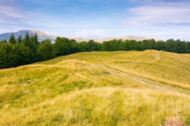 Yokuş yukarı toprak yol boyunca kayın ağaçlarıyla kaplı bir dağ manzarası. Geniş çayır. Sarı çimenli tepenin olduğu yaz sonu manzarası. Yamaçtaki ilkel orman. Bulutlu mavi gökyüzü güneşli bir akşamda