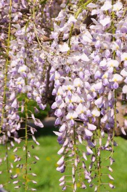 İlkbaharda çiçek açan salkımın yakın çekimi. Dekoratif bitki. dalda asılı mor pembe çiçekler. Güneşli bir günde botanik parkının çiçekli arka planı