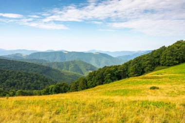 Güneşli bir yaz sabahında alp çayırları. Yamaçta kayın ormanı olan kayın manzarası. Mavi gökyüzünün altında kabarık bulutlu uzak kornohora dağ sırtı. Ukrayna 'da tatil