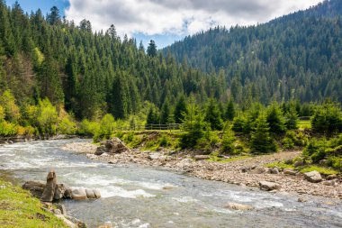 İlkbaharda yeşil vadiden akan nehir. Tepedeki ladin ormanı. Karpatya dağlarının kırsal kesimindeki resimsel doğa. Alp ormanları. Mavi gökyüzü altında bulutlarla seyahat etmek için sakin bir gün.