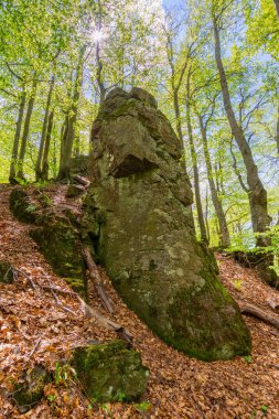 Yazın orman doğası. Yeşillik gölgelik. Yeşil yapraklı yaprak döken bir ağaç. Kayın ormanlarının arka planında gökyüzü altında dallar var. Tepedeki kaya. Avrupa ekosistemi