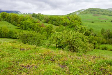 İlkbaharda kırsal alanda tepede otlak. Karpatya organik tarım arazisi. Yağmurlu bir günde yeşil çimen ve yapraklı doğal manzara. Gökyüzündeki bulutlar uzak dağın tepesinde