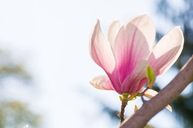 Magnolia soulangeana çiçek açmış. Dekoratif yaprak döken ağaç. Güneşli bir bahar gününde mavi gökyüzünün altında açan dalında pembe çiçeklerle güzel bir yakın plan doğa arka planı. 