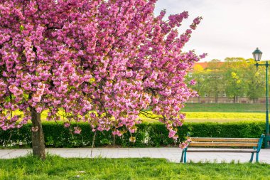 Güneşli bir sabahta pembe kiraz çiçeği. Hanami sezonu. Baharda Uzhorod 'un güzel şehir manzarası. Kanzan Sakura ağacı asfaltlı yürüyüş yolunun yanında. parlak gökyüzü