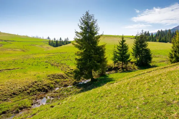 Baharda dağlık kırsal alan. Mavi gökyüzü güneşli bir sabah. Yeşil organik çayır ve yuvarlanan tepelerdeki kozalaklı orman. kırsal manzara