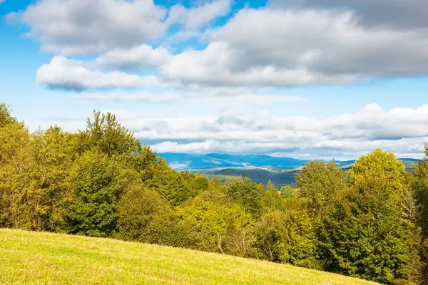 Karpat Dağları 'nda sakin bir sonbahar akşamı. Çimenli tepelerdeki ağaçların sarı yapraklarla kaplı olduğu manzara. Ukrayna 'nın mavi gökyüzü altında bulutlu kırsal manzarası. yeşil çayır