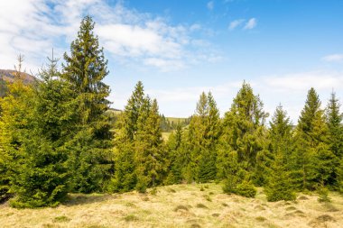 Baharda kırsal dağ manzarası. Avrupa 'nın doğal ekosistemi. Çimenli tepedeki köknar ormanı güneşli bir günde mavi gökyüzünün altında bulutlarla