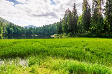 Bulutlu bir öğleden sonra, göl kenarındaki manzara. benekli ışıkta panoramik manzara. Göl kıyısındaki kozalaklı ağaçlar ve suya yansıyan orman karpatları.