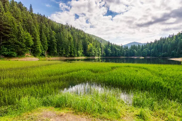 Bulutlu bir öğleden sonra, göl kenarındaki manzara. Popüler seyahat merkezinin manzarası. Göl kıyısındaki kozalaklı ağaçlar ve suya yansıyan orman karpatları.