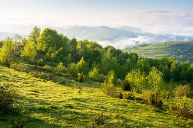 Sis ve bulutlarda doğanın manzarası. Güneşli bir sabahta temiz hava. İlkbaharda tepelerde yaprak döken orman. Uzakta kırsal vadi var. resim gibi ukraine