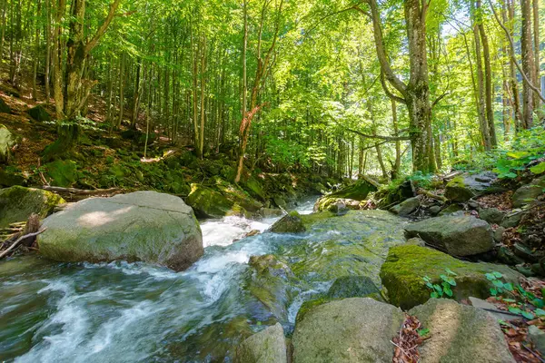 Kayın ormanında nehir manzarası. Güneşli bir günde yosunlu kayalar arasında vahşi su akıntısı