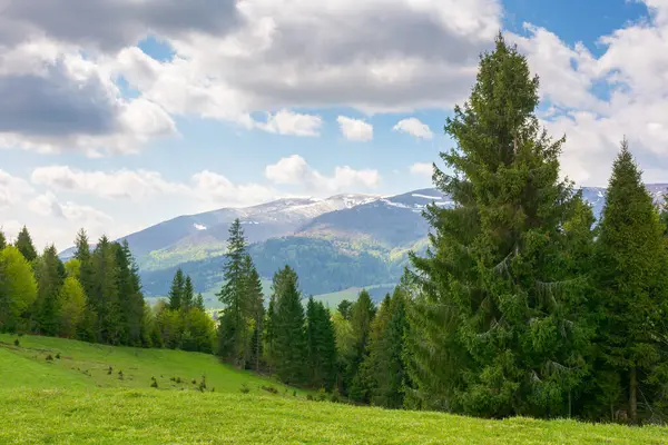 Baharda yeşil bir alp çayırında kozalaklı ormanlarla kaplı bir manzara. seyahat geçmişi. Uzakta karla kaplı Ukrayna dağları var. Mavi gökyüzünde bulutlarla sıcak hava