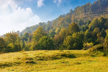 Sonbaharda tepedeki yaprak döken orman. Eylül 'de güneşli bir günde Karpatlar' ın dağ manzarası. Ukrayna 'nın ilkel kayın ormanları. Çimenli çayır. Avrupa Orman Ekosistemi