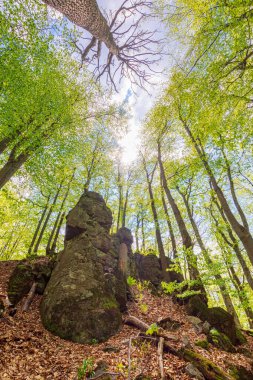 Yazın orman doğası. Yoğun orman. Yeşil yapraklı yaprak döken bir ağaç. Kayın ormanlarının arka planında gökyüzü altında dallar var. Tepedeki kaya