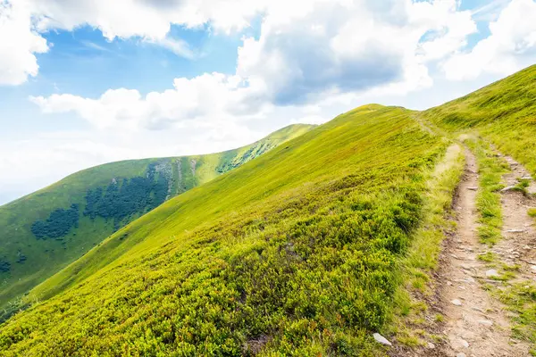 Dik tepeye giden yol. Turizm için manzaralı bir yer. Yazın Karpatlar 'ın dağ manzarasıyla seyahat etmek. Güneşli bir günde mavi gökyüzünde bulutlar olan Ukrayna 'nın çimenli dağlık manzarası