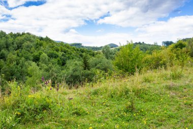 Yazın Ukrayna 'nın dağlık kırsalında. Bulutlu bir gün. Tepenin üzerinde yeşil çayır ve orman olan bir manzara. Svalyava ilçesinin kırsal kesiminde