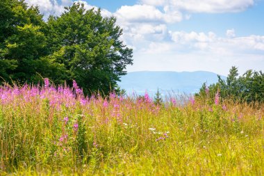 Ateş otu çiçekli dağ manzarası. Alp çiçeği. Yazın doğa. Arka planda çim tarlasının arkasındaki orman. çayır ve manzaralı yeşil seyahat manzarası