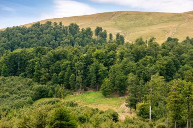 Svydovets tepeleri kayın ormanının arkasında. Yeşil çevre. Karpat dağlarının güzel manzarası, Ukrayna