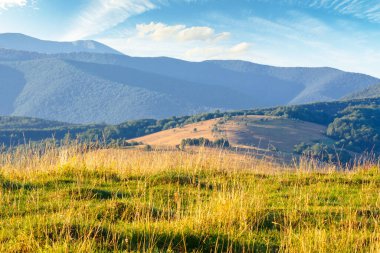 Sabah ışığında çayırlı bir dağ manzarası. Tatil sezonu. Yazın tepesinde yeşil çayır olan Karpatya kırsal manzarası. Mavi gökyüzünün altında bulutlu alp otlarının manzarası