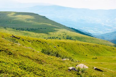 Yazın Karpatlar 'ın dağ manzarası. Çimenli yamaç. Ukrayna 'nın yeşil alp çayırları. Yuvarlanan tepelerdeki çimenler. Noktalı ışıkta manzaralı seyahat arkaplanı. Güzel yer.