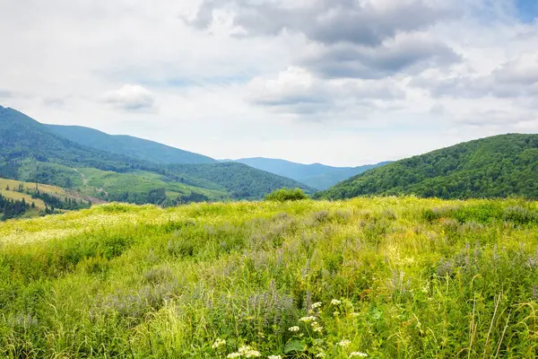 Yazın kırsal alan ve dağ manzarası. Alp otlağı. Yeşil doğa çimenli ve tepeli. Gökyüzünde bulutla seyahat için kırsal bir manzara. Güzel manzaralı turizm arka planı