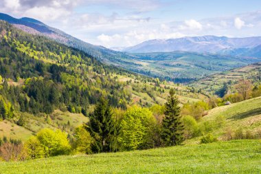 İlkbaharda kırsal alan. Akşam vakti çimenli tepeleri olan ormanlık Karpat dağları. Transcarpathia bölgesinin dışındaki köy. Bulutlu mavi gökyüzü