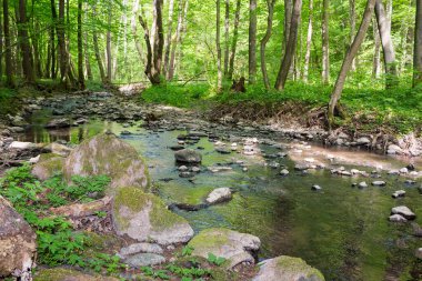 Ormandaki sığ dere. Baharda sahilde yeşillik ağaçları olan açık yeşil bir park. Suda kökleri ve taşları olan doğa ortamı. Sabah benekli ışıkta manzara