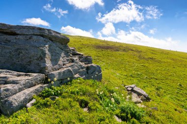 Yeşil tepeli alp manzarası. Dik yamaçta. Yazın Karpatlar 'ın dağ manzarası. Yamaçtaki çimlerin arasındaki kayalar. Açık hava macerası. Mavi gökyüzü, yukarıdaki hörgüçlü bulutlar.