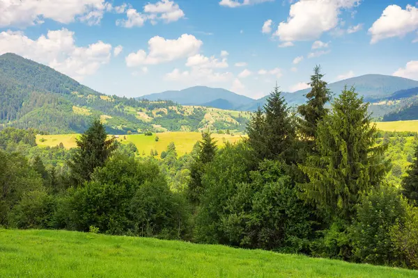 Yazın dağlık Karpatya kırsal manzarası. Çimenli Alp Tepesi 'ndeki köknar ağacı. Ukrayna 'nın dağlık bölgelerinde yaz tatili. uzak kırsal vadiye bakın.