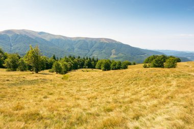 Yazın sonlarında Karpatlar 'ın dağ manzarası. Mavi gökyüzünün altındaki çimenli çayırın arkasındaki tepede kayın ormanları olan güzel doğa. Apetska tepesi güneşli bir günde