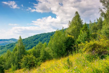 Yazın tepede orman manzarası. Dağ çayırında yeşil çimenler. Güneşli bir gün. Yeşillik 
