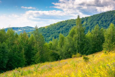 Yazın tepede orman manzarası. Açık hava macerası ve seyahat için doğal bir arka plan. Güneşli bir gün. pitoresk Karpat Ormanı