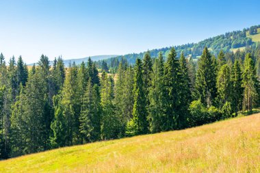 Borzhava bayırının çimenli yamacında köknar ağaçları. Güneşli bir gün. Yazın Karpat Dağları 'nın güzel manzarası. resim vadisi